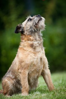 Border Terrier