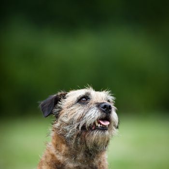 Border Terrier