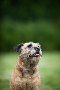 Border Terrier