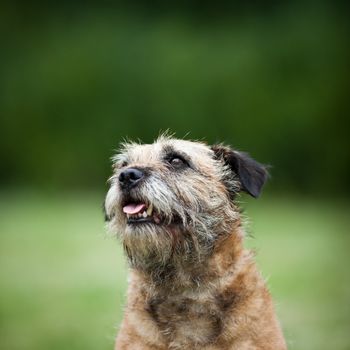 Border Terrier