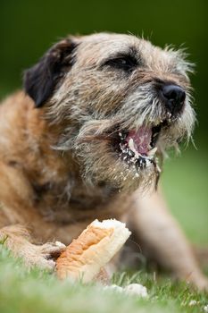 Border Terrier