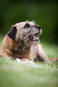 Border Terrier