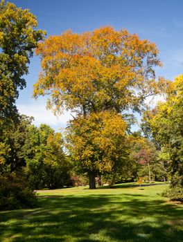 Large tree in the autumn on a well manicured garden lawn with surrounding bushes