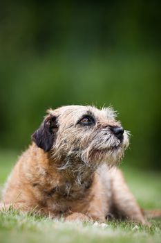 Border Terrier