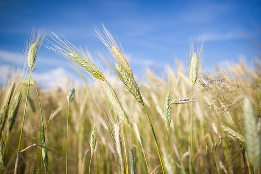 Ears of almost ripe barley growing in a farm field against lovely summer blue sky (shallow DOF - selective focus)