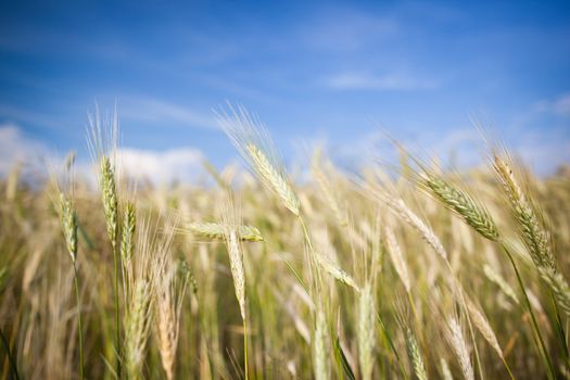 Ears of almost ripe barley growing in a farm field against lovely summer blue sky (shallow DOF - selective focus)