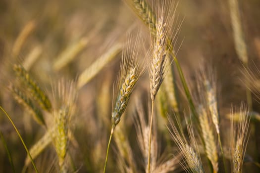 Ears of ripe barley growing in a farm field against lovely summer blue sky (shallow DOF - selective focus)