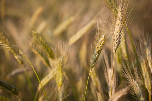 Ears of ripe barley growing in a farm field against lovely summer blue sky (shallow DOF - selective focus)