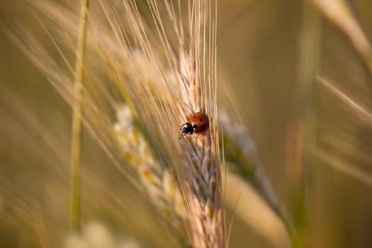 Ears of ripe barley growing in a farm field against lovely summer blue sky (shallow DOF - selective focus)