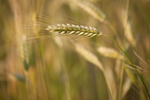 Ears of ripe barley growing in a farm field against lovely summer blue sky (shallow DOF - selective focus)