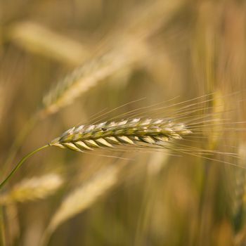 Ears of ripe barley growing in a farm field against lovely summer blue sky (shallow DOF - selective focus)