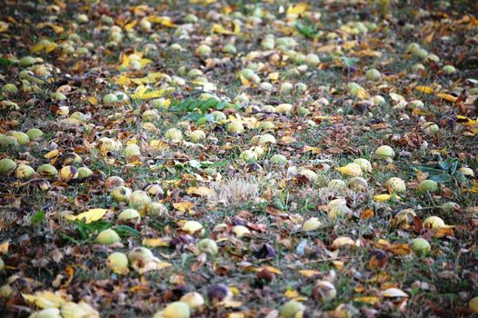 Hickory nuts on the ground