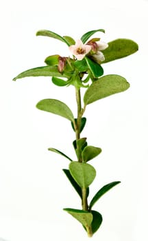 Cowberry branch  flower isolated on white background.(Vaccinium vitis idaea)