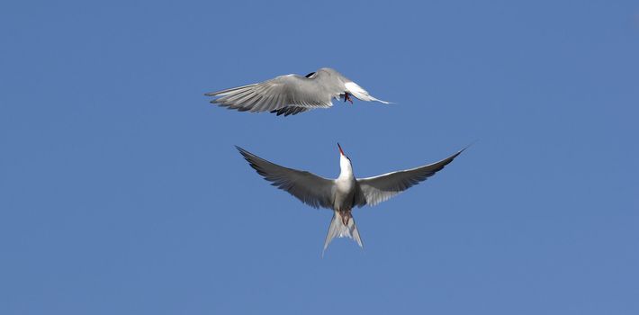 Common Tern (Sterna Hirundo)  fight in air. Suho Island in Ladoga Lake