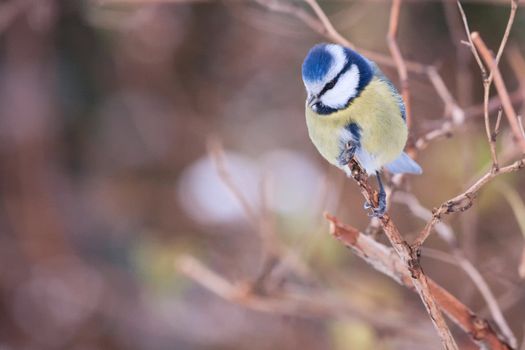 Chickadee on the branch in winter