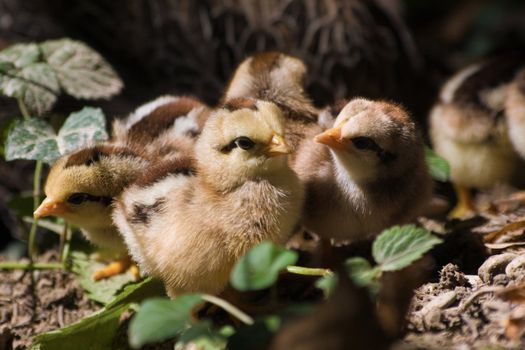 Two young chickens kissing each other