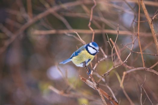 Chickadee on the branch in winter