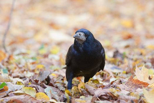 Rook standing amongst leaves in the park