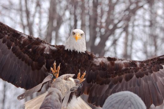 Eagle landing on falconer&prime;s hand