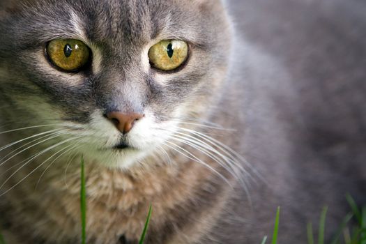 portrait of a young cat