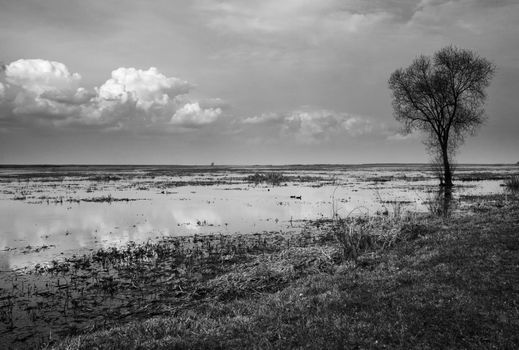 Biebrza swamps in black and white conversion