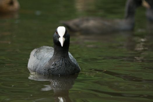 Coot swimming in the pond