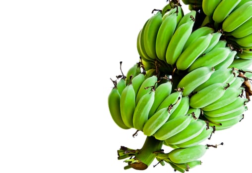 Banana bunch still green isolated in white background.