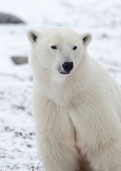 Portrait of a polar bear. Close up a portrait of a polar bear. 