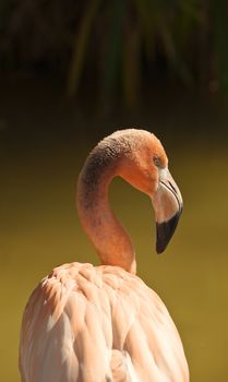 Flamingo  Portrait ( Phoenicopterus ruber) close up portrait