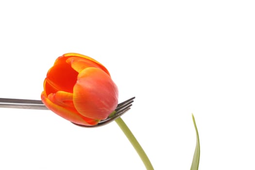 red and yellow tulips  isolated against a white background