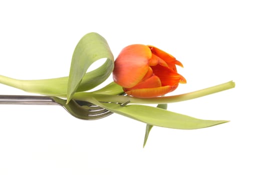 red and yellow tulips  isolated against a white background