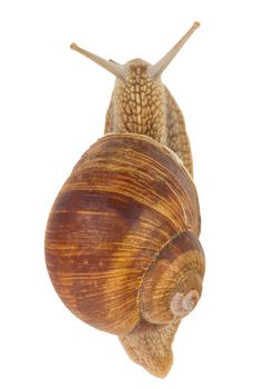 close-up snail, view from above, isolated on white