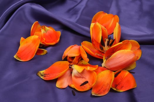 Tulip leaves on a background of dark blue satin