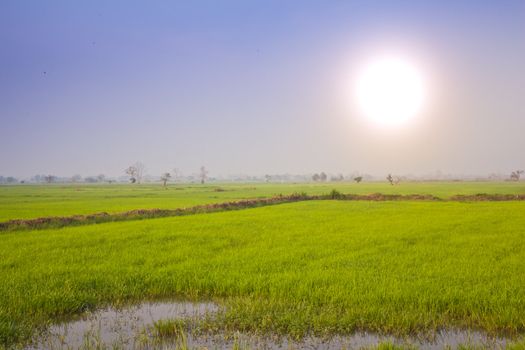 Rice field in rural of Thailand with the sun over the sky.