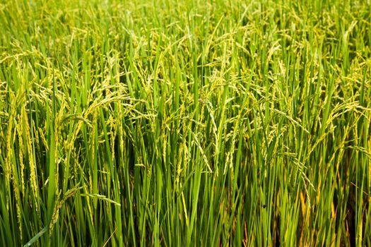 Rice field in rural of Thailand with mild rice bunch.