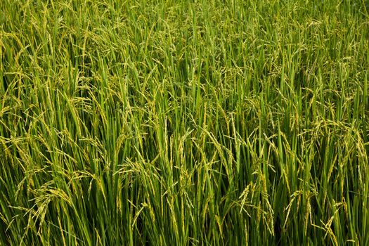 Rice field in rural of Thailand is blooming.