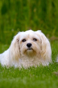 Bichon Havanais dog on green grass.