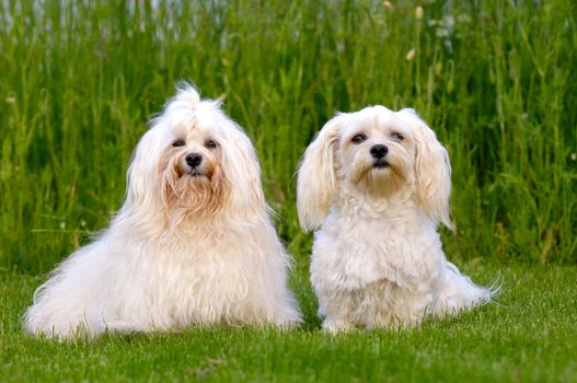 Two dogs is posing on green grass. Breed: Bichon Havanais