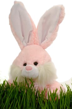 Easter bunny hiding in green grass, with a white background.