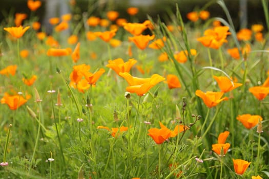 A field of bright orange California poppies