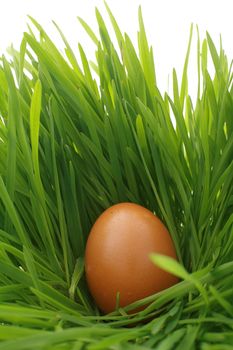 a easter nest with egg in the grass...........