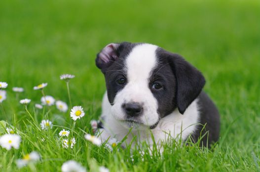 cute puppies in the meadow in spring time