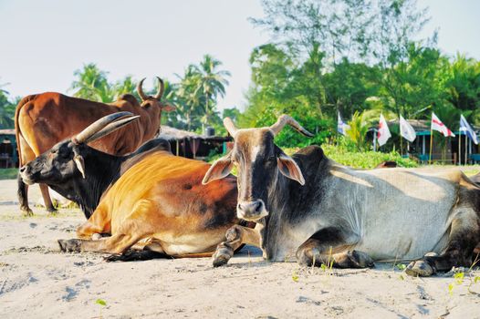 Rest of sacred cows on the beach in India