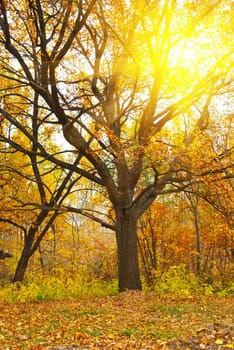 Colorful orange autumn: tree and fall leaves