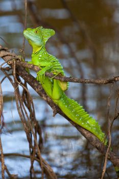 Green basilisk also called Jezus Christ Lizard for it's ability to walk on water