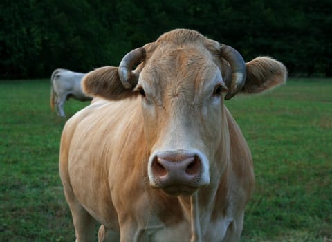cow in a country field in the morning