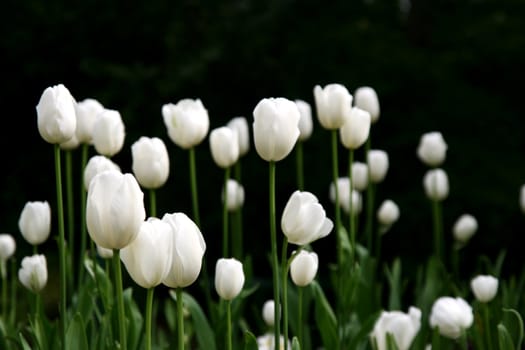 white tulips in a garden