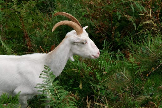 white mountain goat eating grass in nature