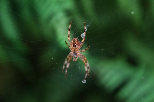 macro picture of a spider and cobweb