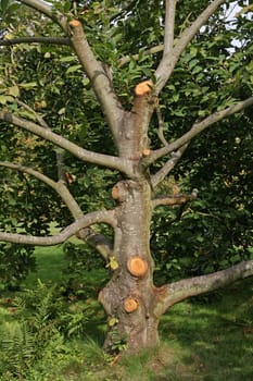 cutting tree during the saison of autumn